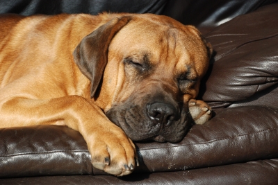 Pet sitting for sleepy dogs 