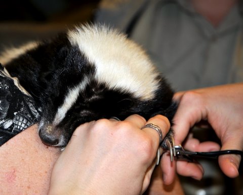 Kat carefully clips your pets nails, even if it’s a skunk