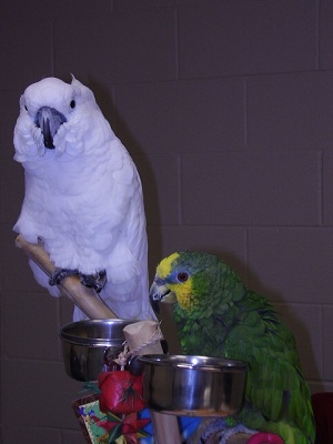 Exotic Parrots are Kat’s clients
