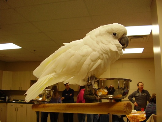 Cockatoos need their wings trimmed too