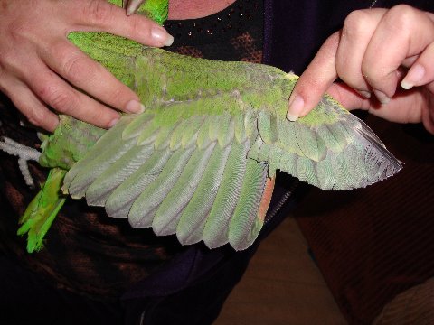 Clipped wings will look neat and tidy