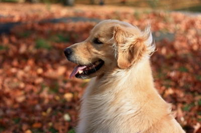 Walker-Ottawa Dog walking services for pets of all ages