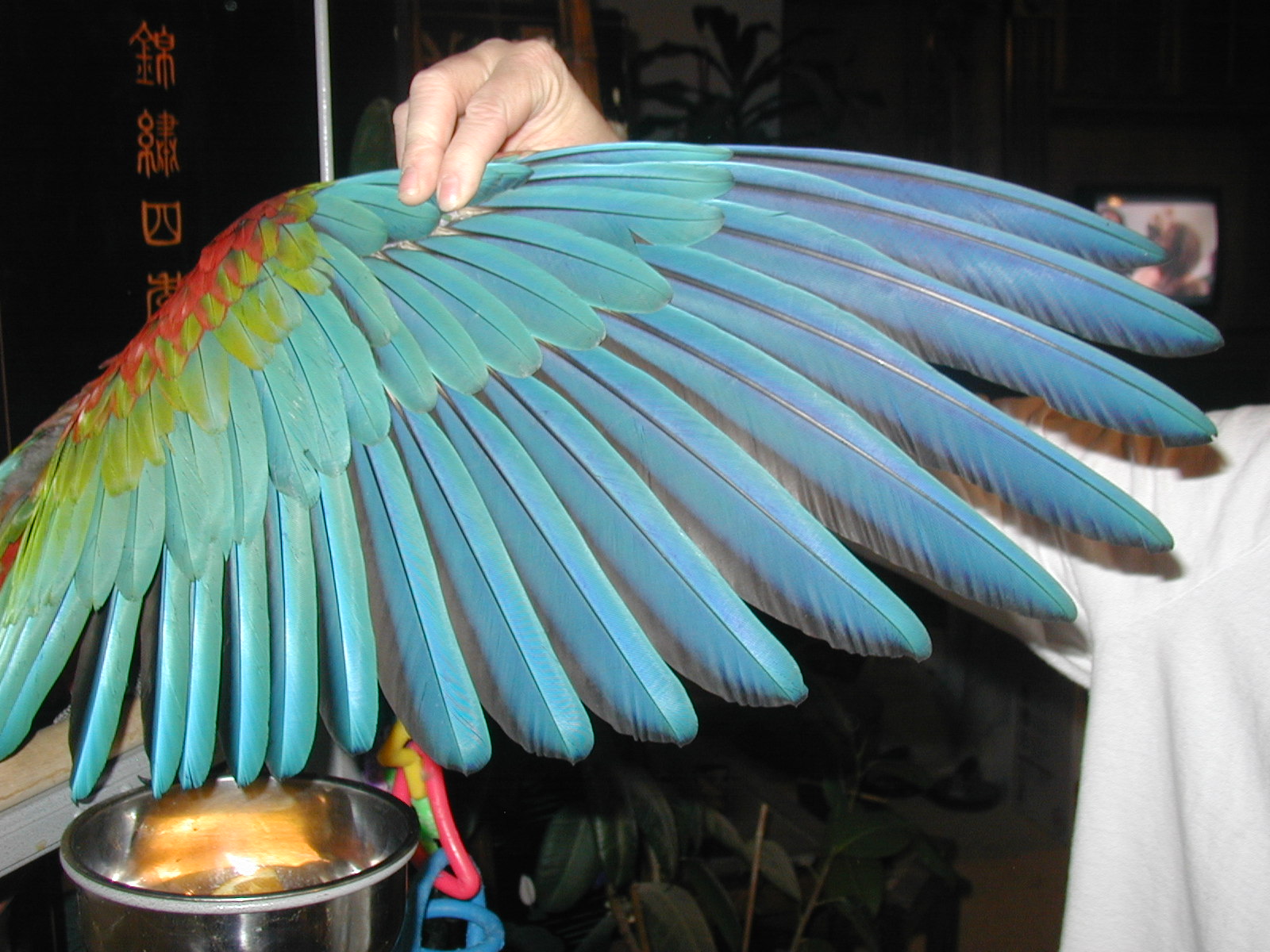 Kat works with birds of all breeds and sizes