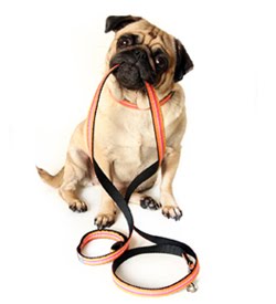 Kat’s Critter Care is your Ottawa Dog Walker