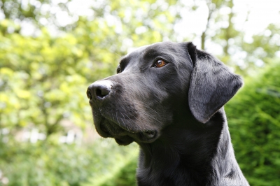 Your dog will be excited for it’s walk with Kat in Ottawa