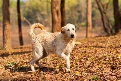 Walking Kat walks dogs all four seasons